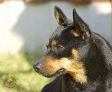Lancashire Heeler 9R049D-16